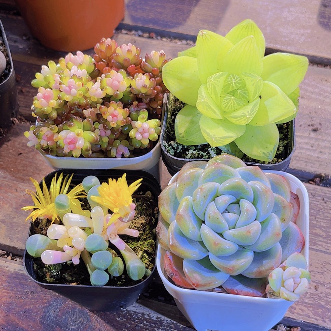 龙珠。五十铃。黄金雨露。冰玉单