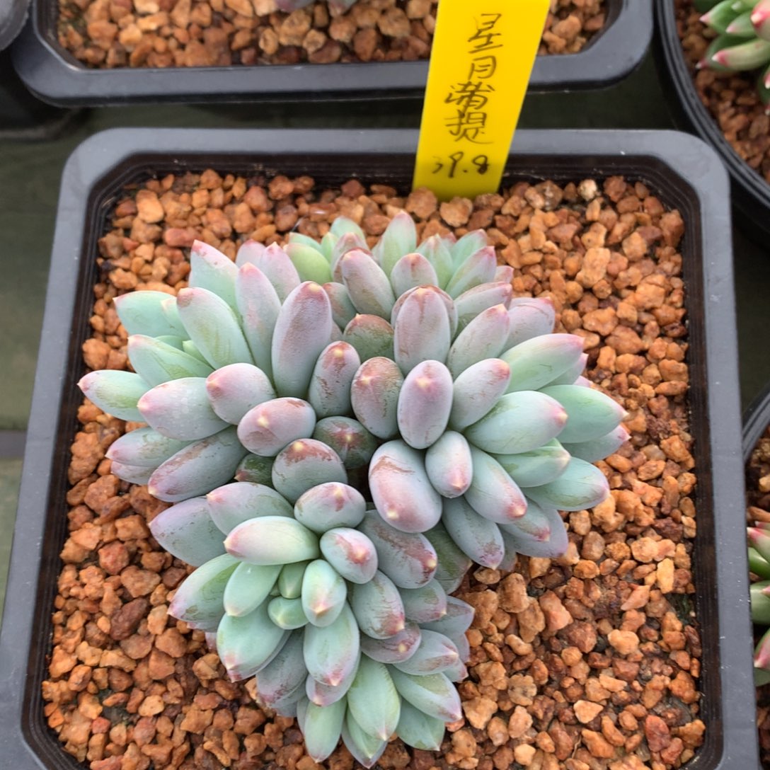 我们家的小姐姐们