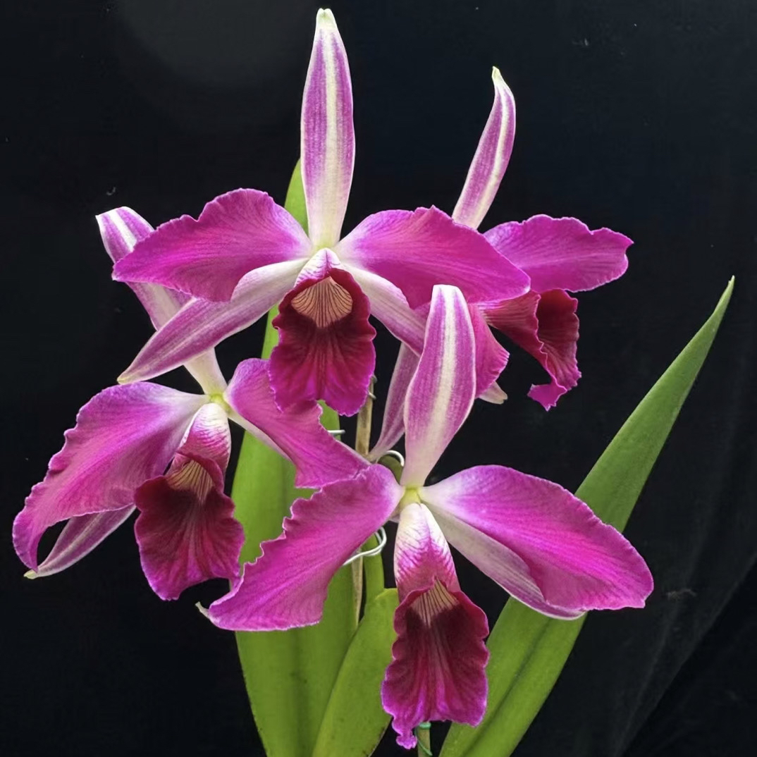 鸽血婆婆自交卡特兰带花翘