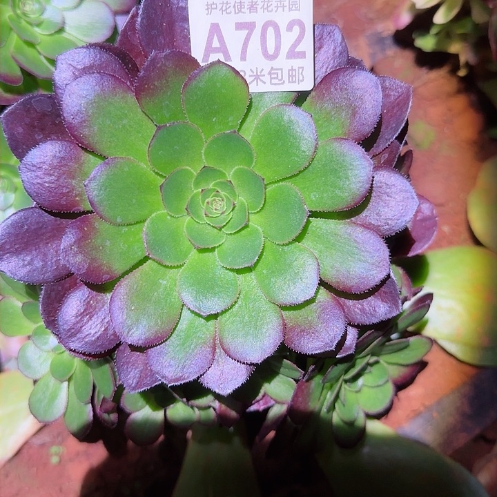 多肉法师雨菏朵朵