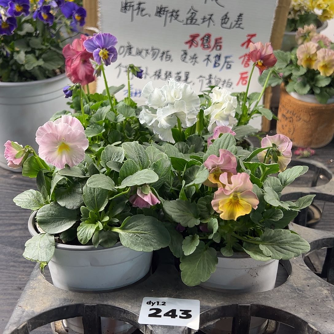 大部分花苞少量开放243号