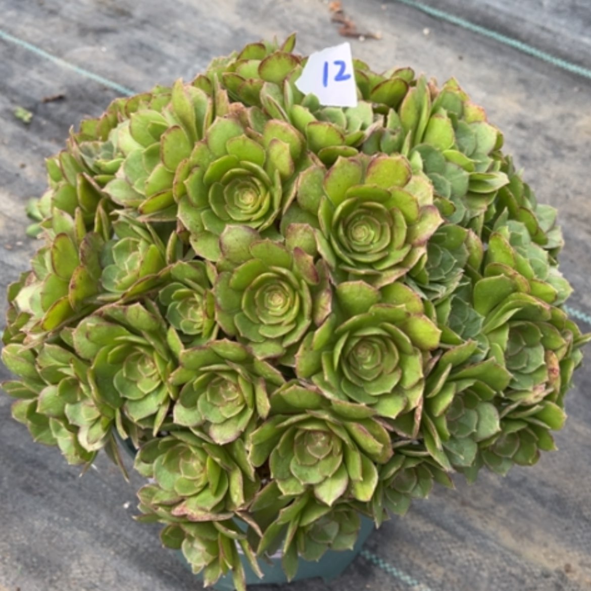 【闪购商品】12莎啦碗多肉法师