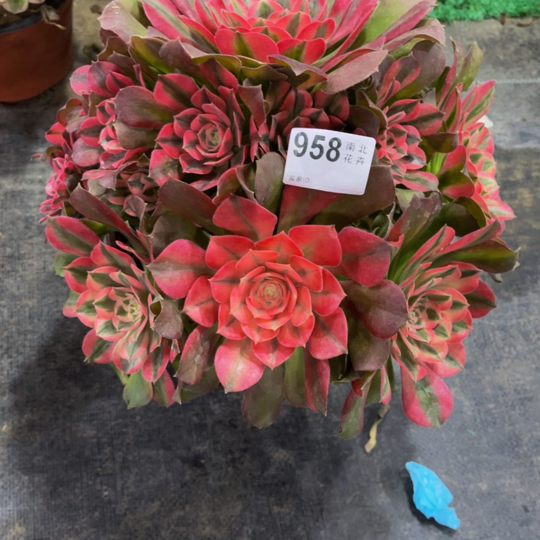 @***r多肉香妃000000958