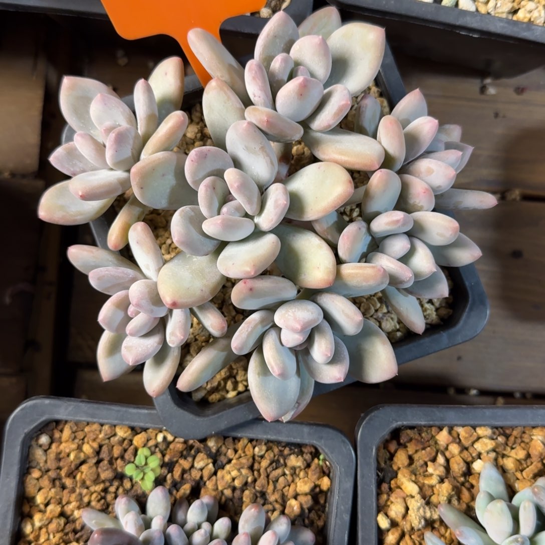 图兰朵11111111111111111111