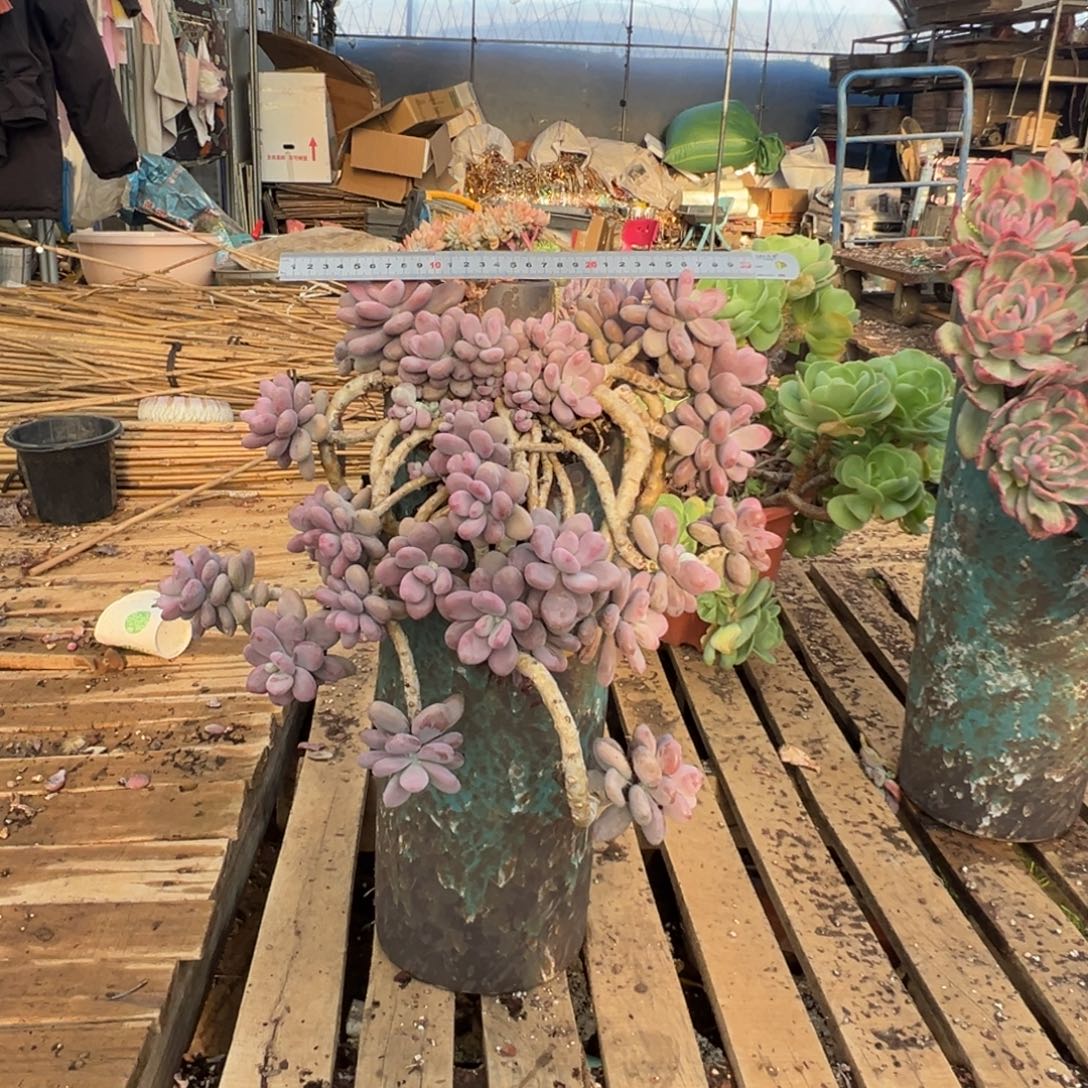 精品桃蛋瀑布妖桩加盆 运费自付