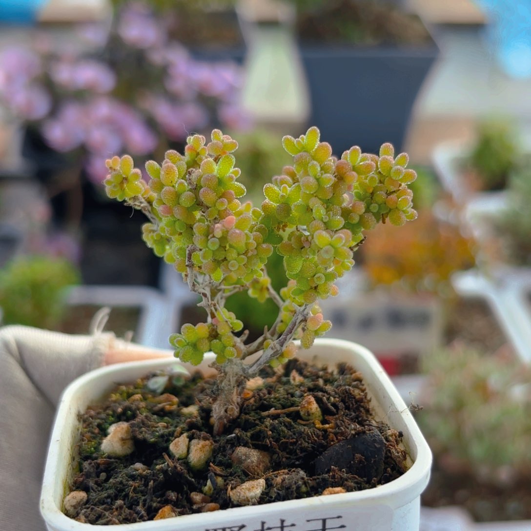 小小米枝干959。      