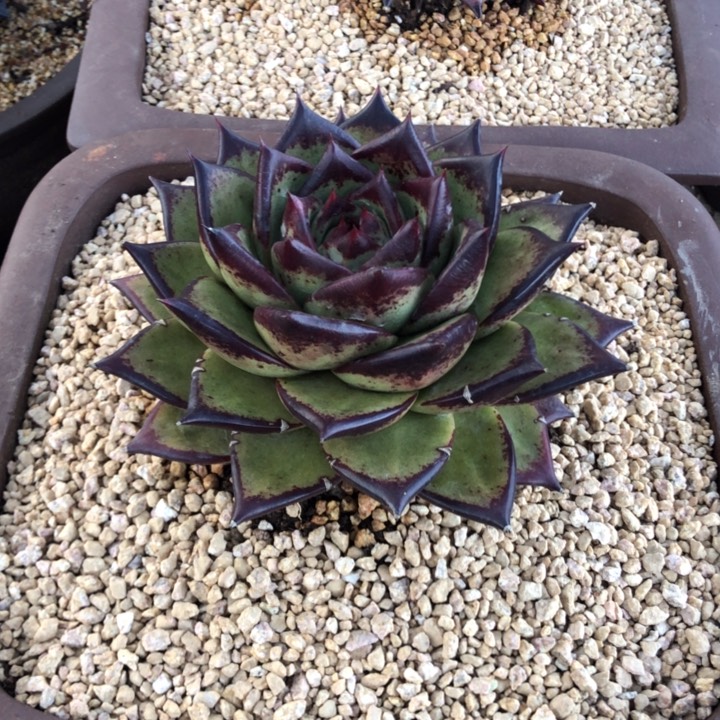 @**姐王姐000000000000000