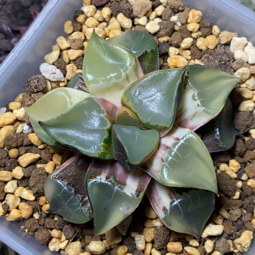 你***爸是是是是是是是是是寿