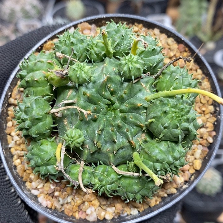 群生贵青玉大戟86号6.8cm