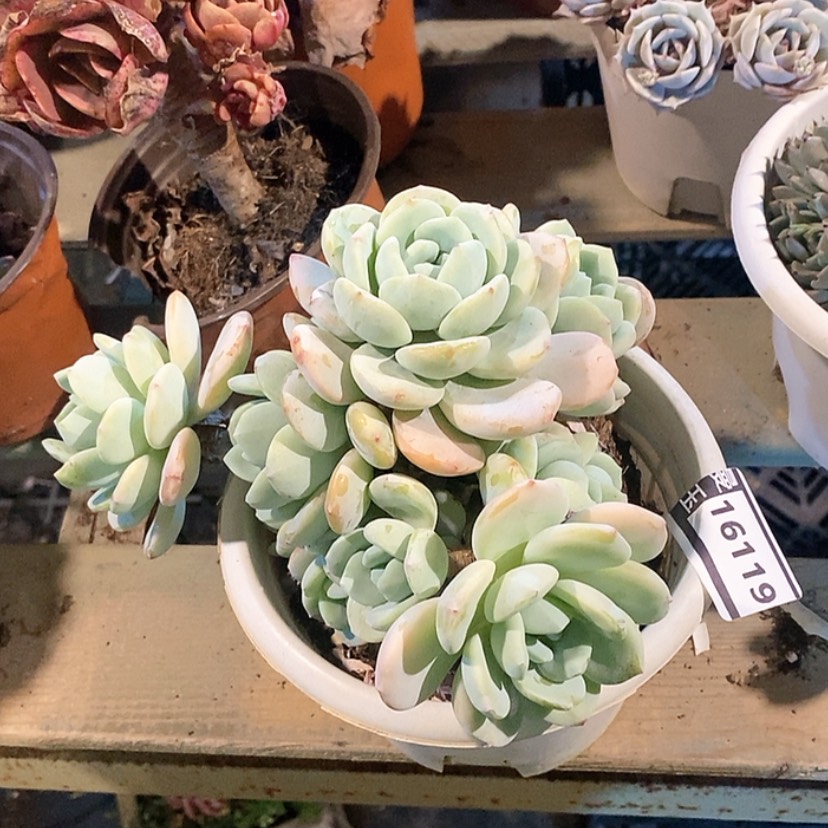 【闪购商品】冷香16119