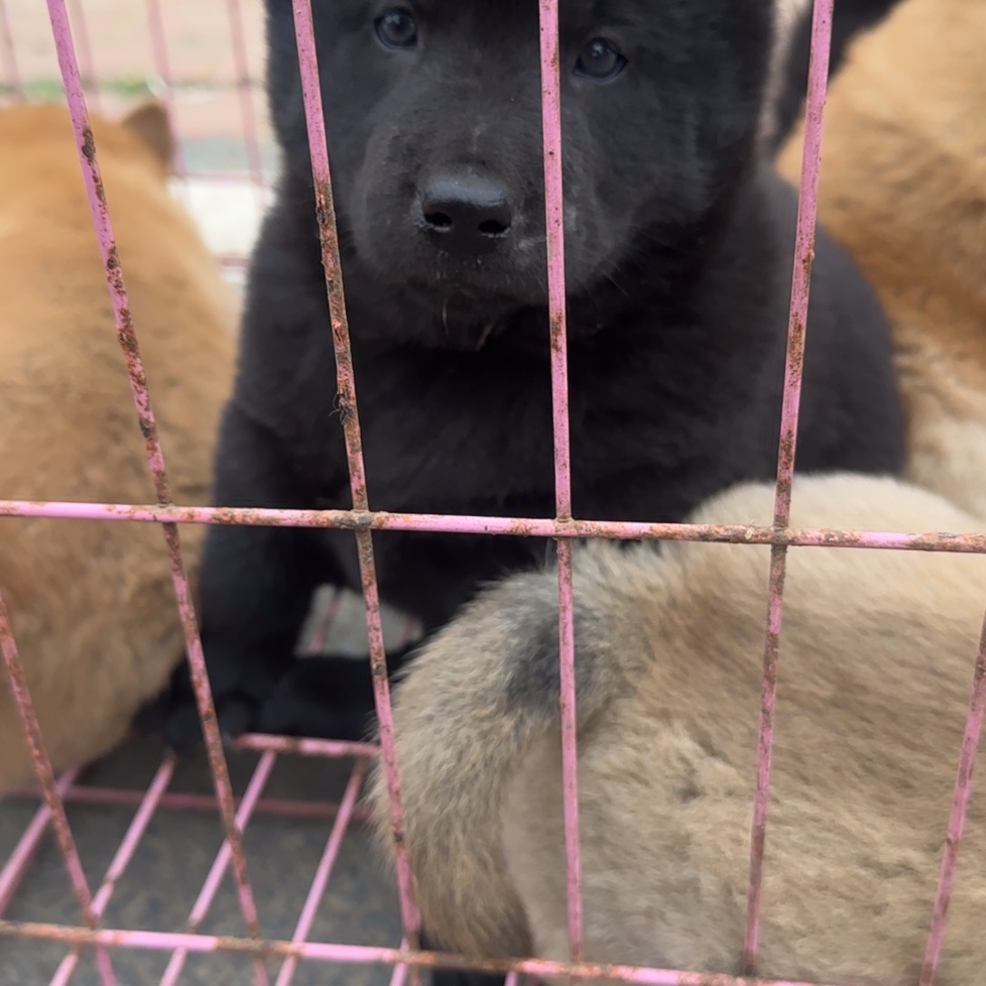 重***来中华田园犬小弟弟