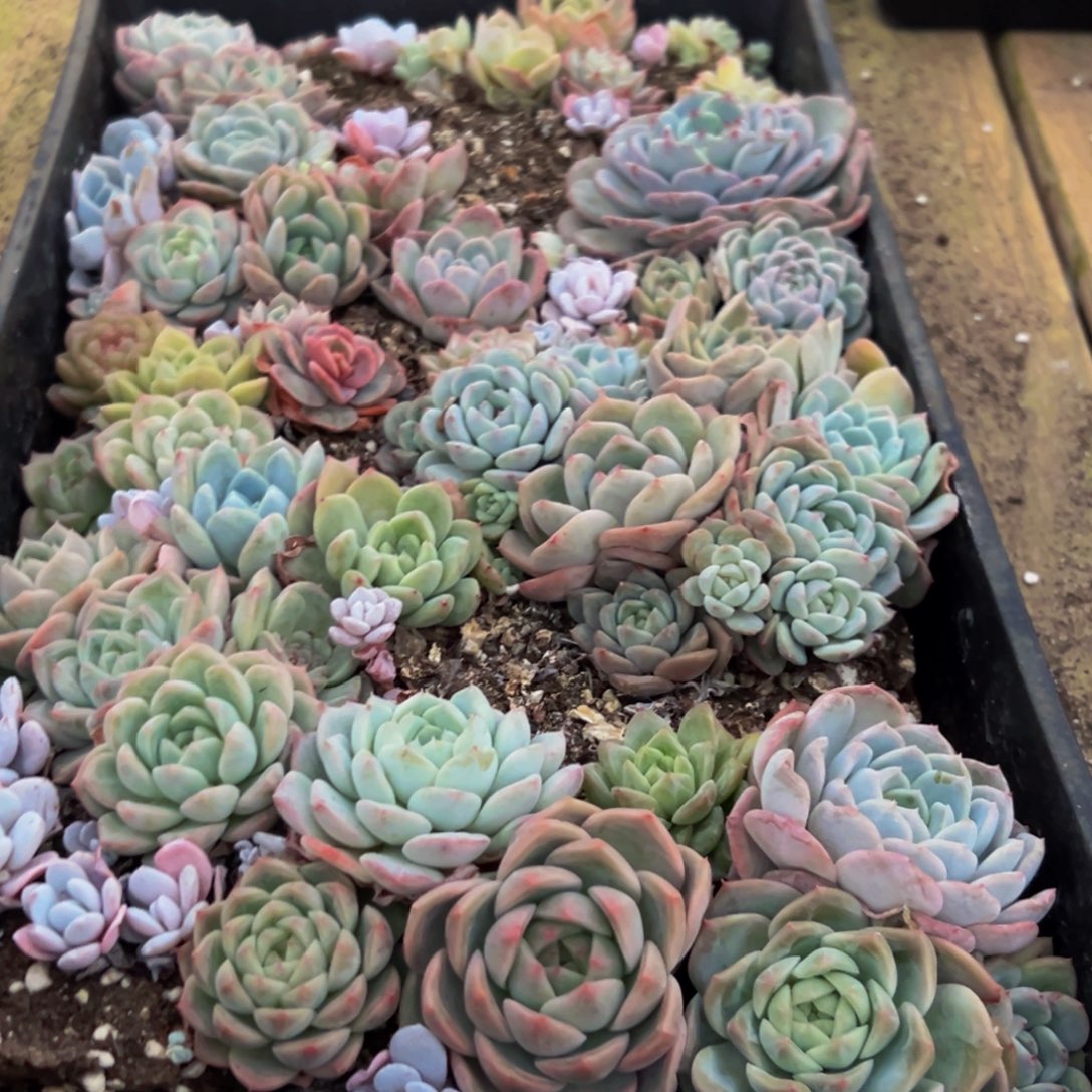 232多肉葡萄的价格是什么