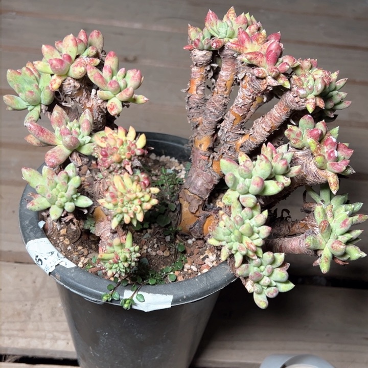 1325绿豆哈哈哈哈哈哈