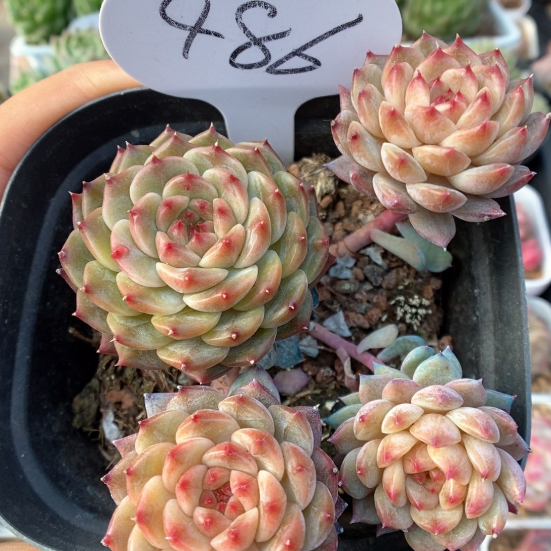 焦糖珍妮群生486号。