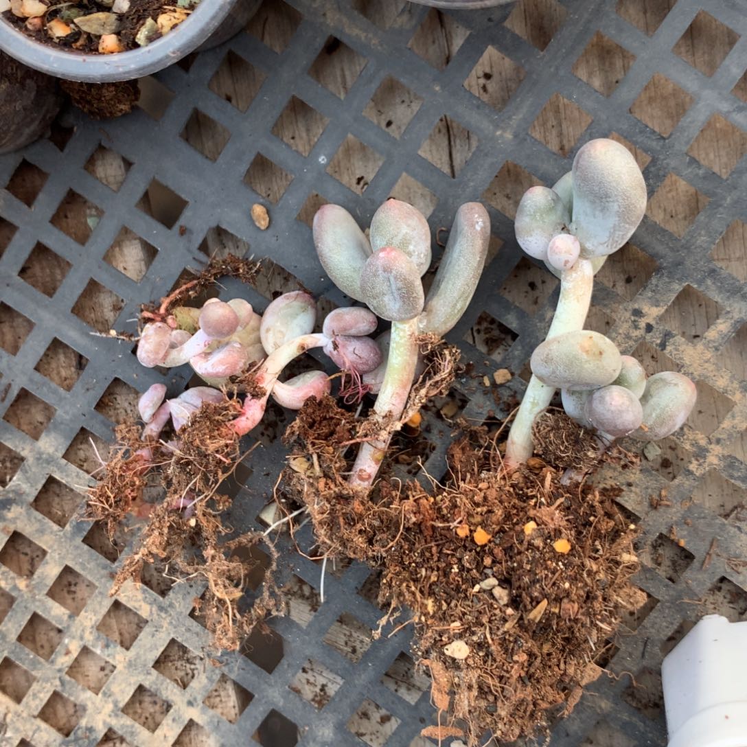 身***哒米可奶有锦基因的哈