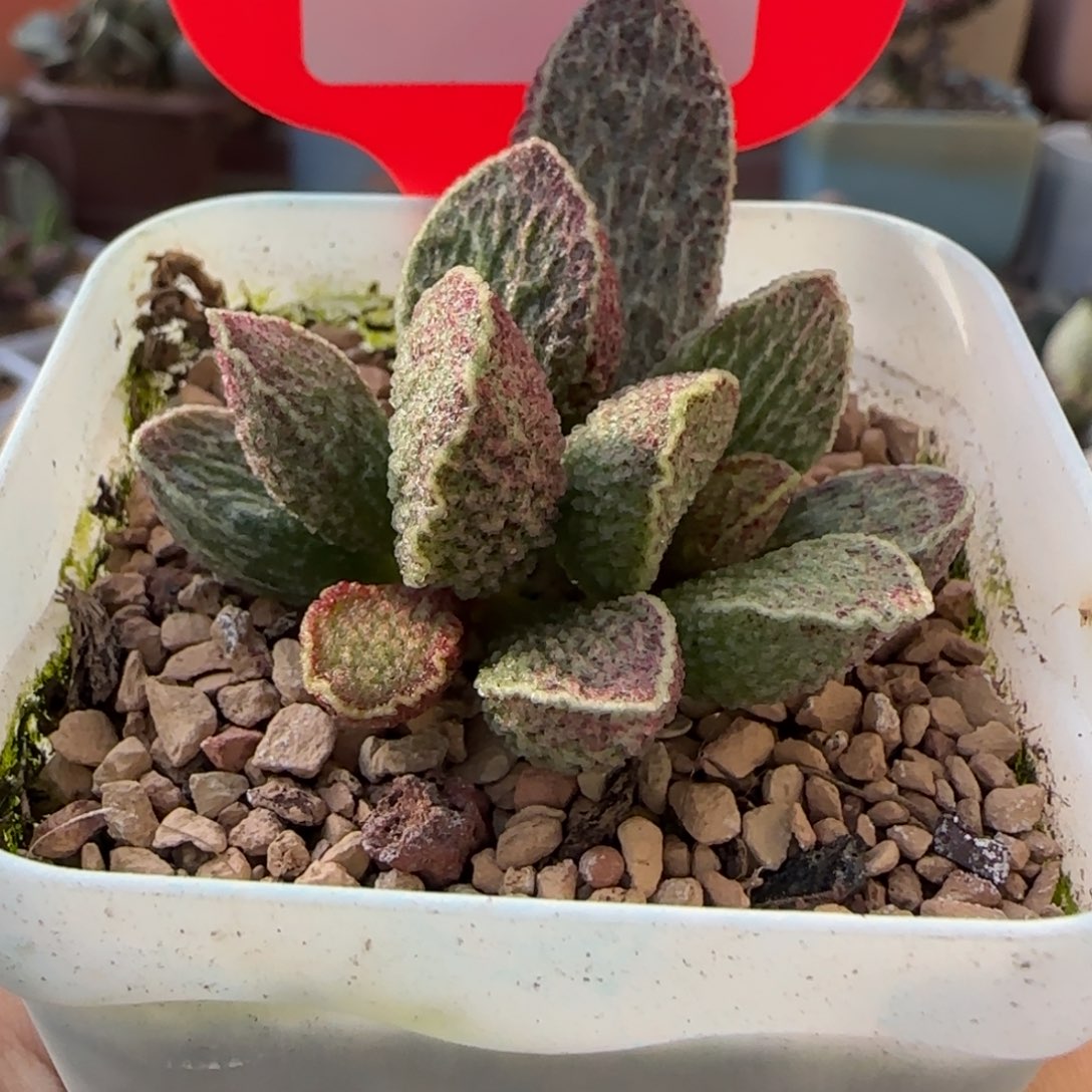 朱雀。     633。      