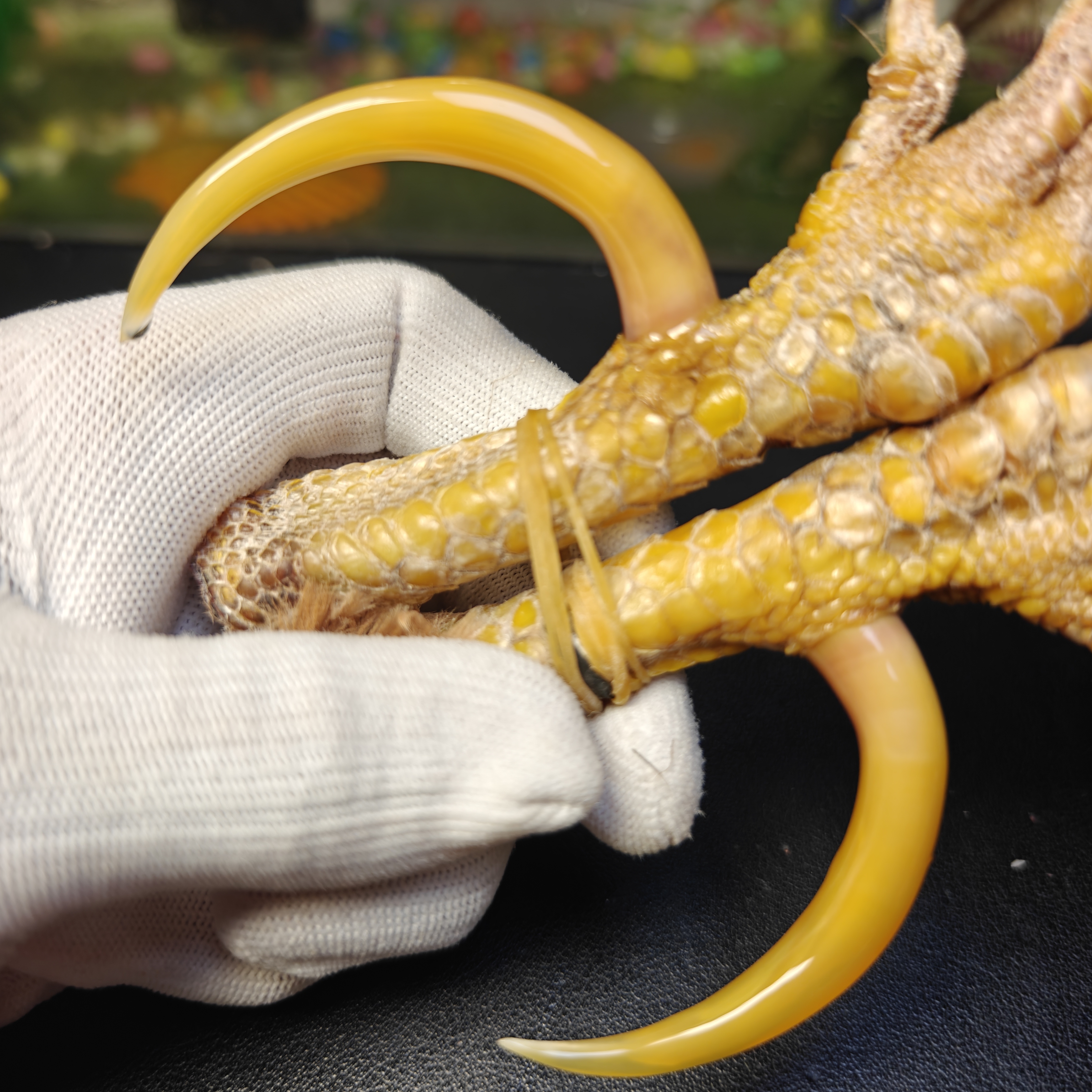 沉醉骨艺鸡爪骨一对黄色