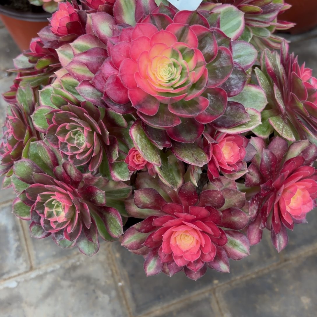 用***7黑魔锦011肉肉福利妖桩肉