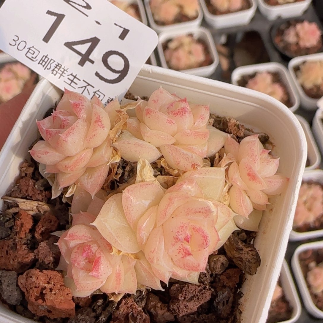 白天鹅麦秆群一颗