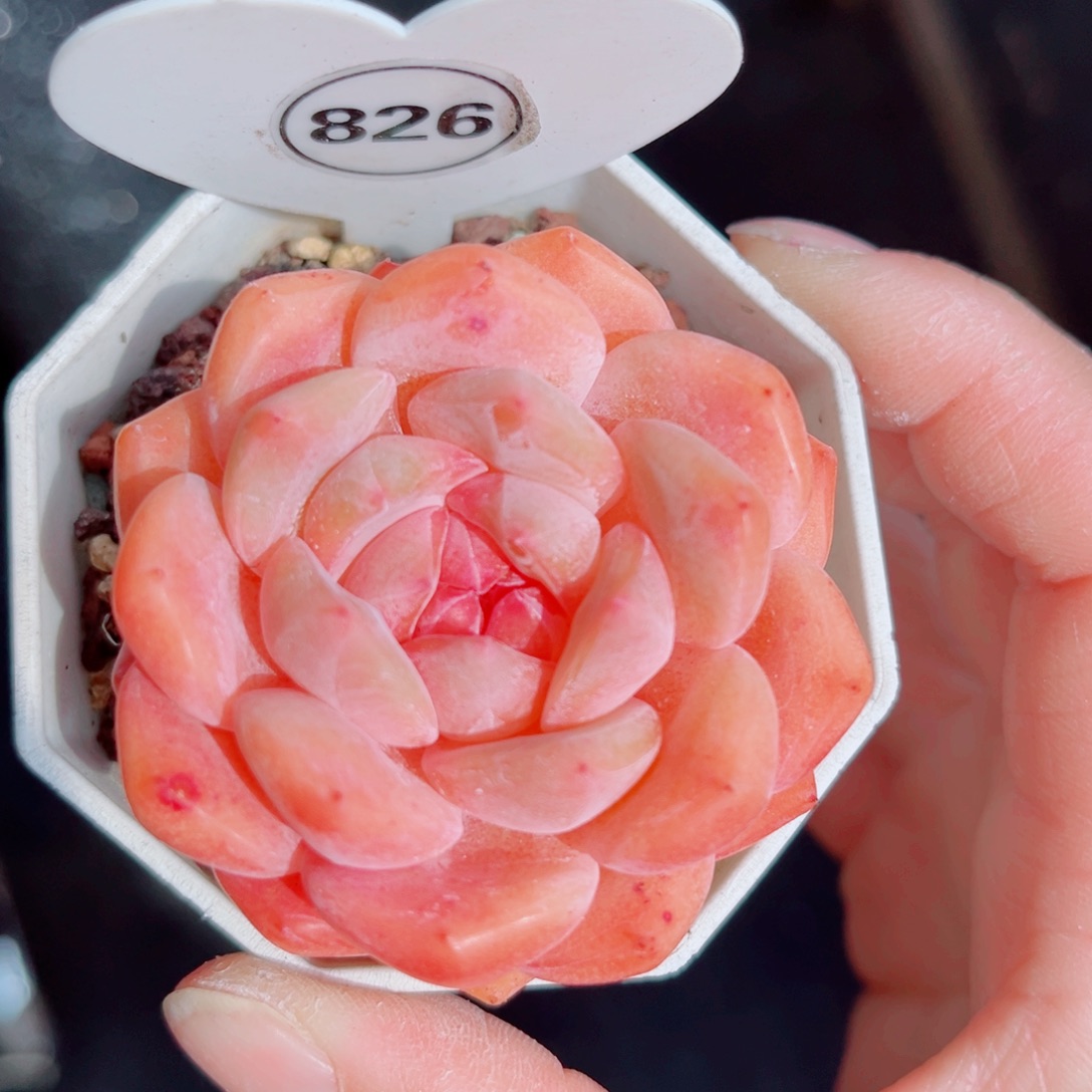 826号小老桩糖心单头