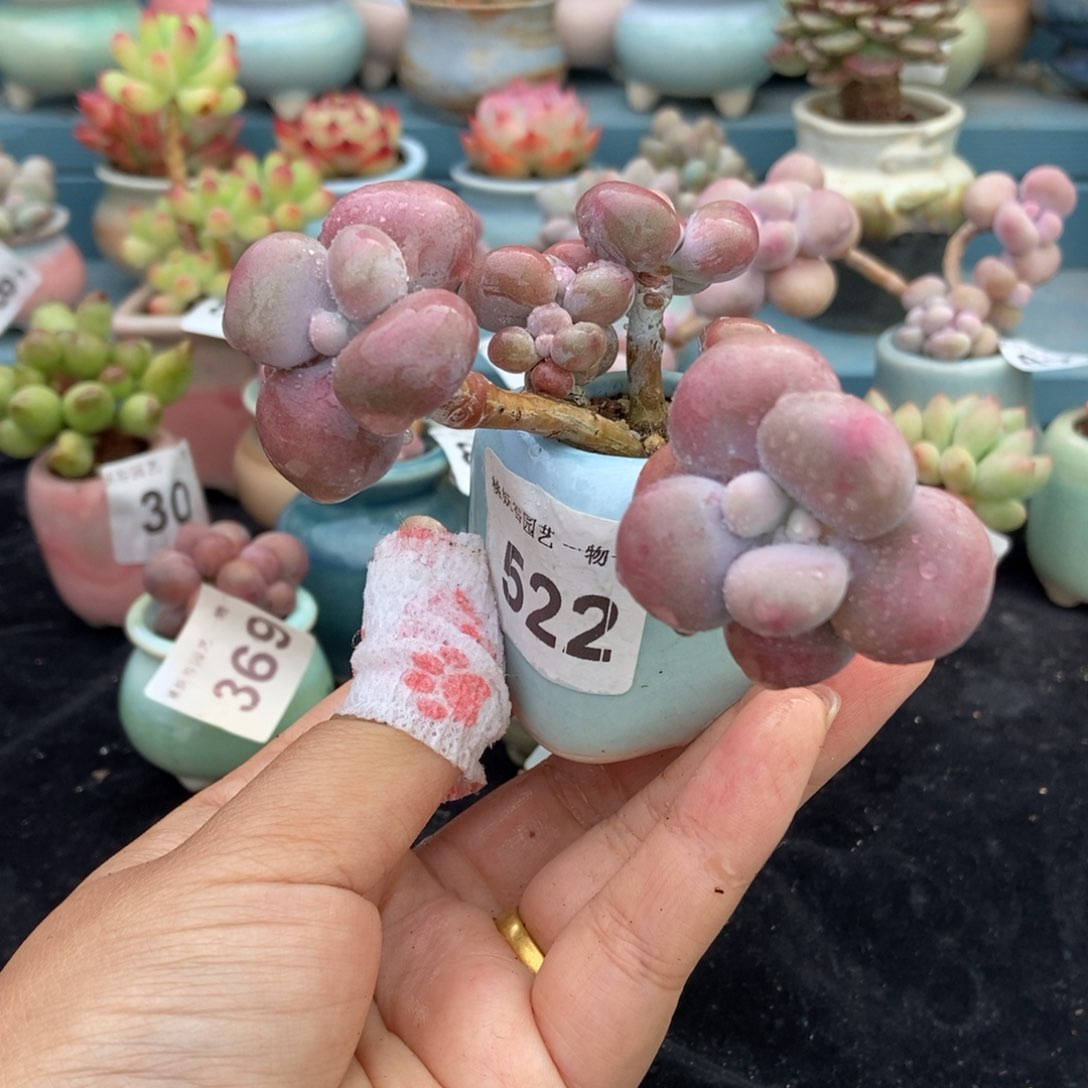 522糖果腰子蛋带盆土发货