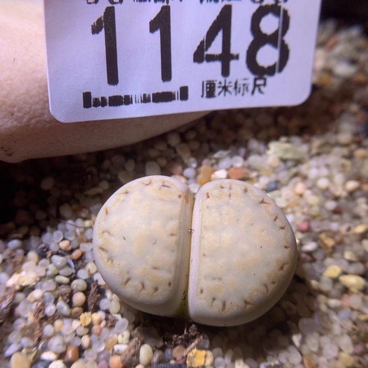 Sss精品生石花1148饼1619.6