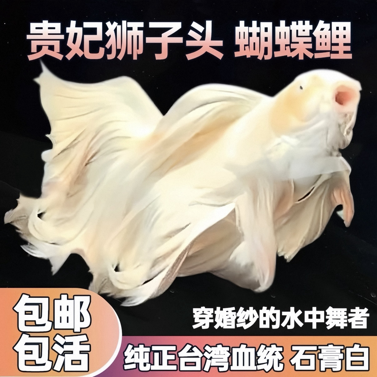 16-19厘米纯种台系贵妃体白普身蝴蝶鲤好养耐活发鳍发尾可混养