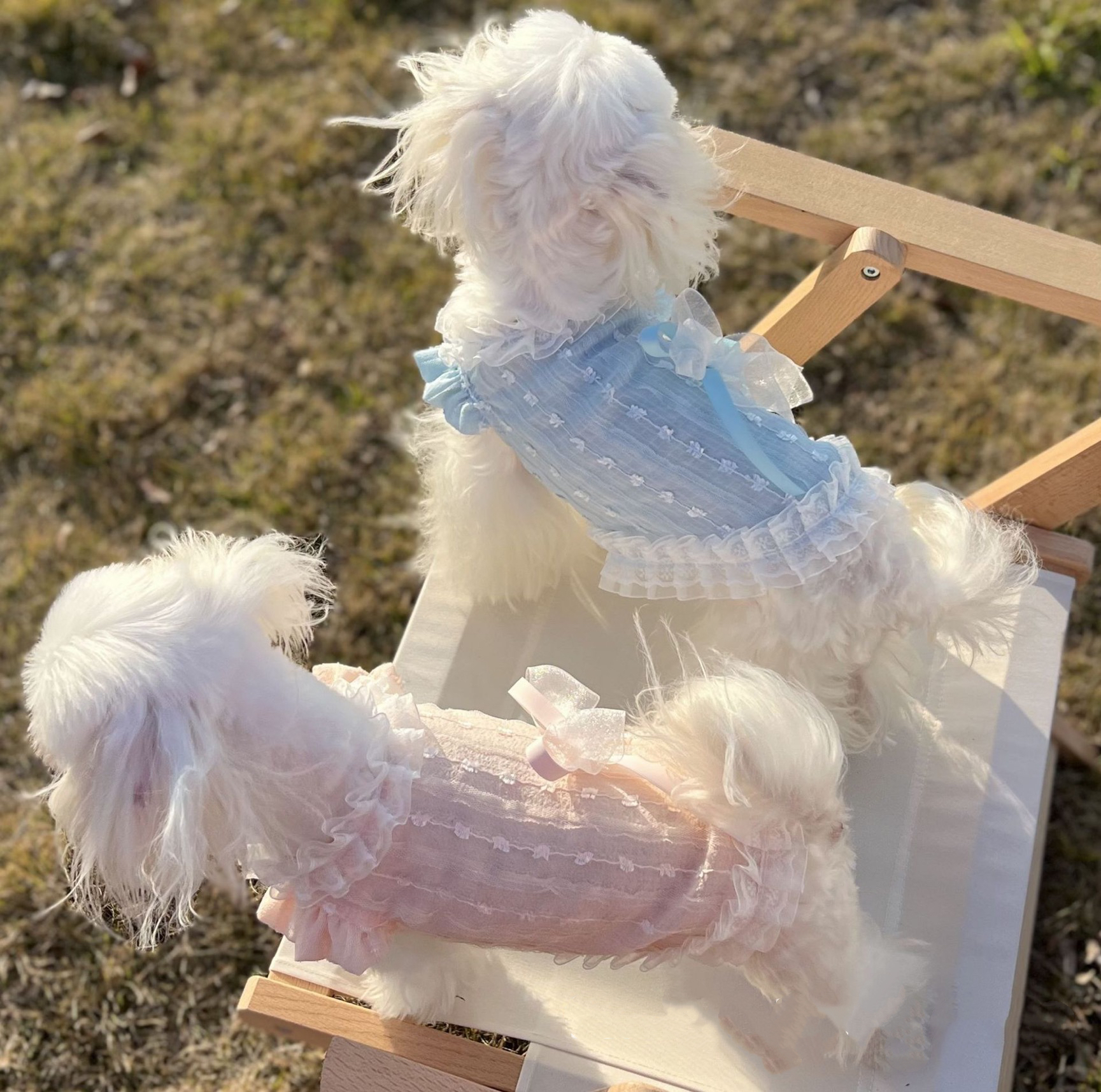 宠物夏季清凉薄款时尚雪纺裙（看好尺码NO退NO换)