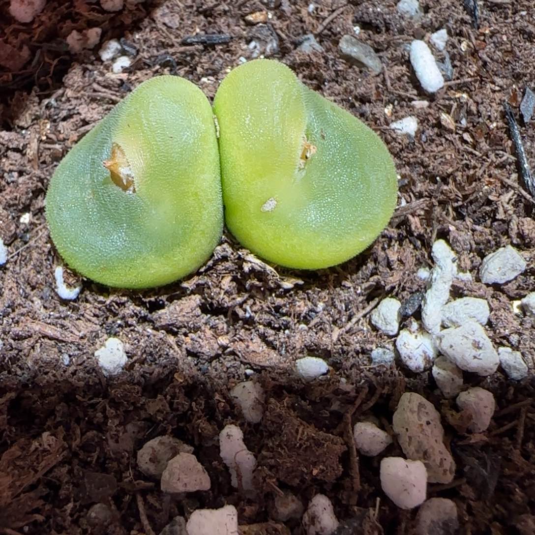 肉锥多肉植物百科-水晶鞋母本有疤188