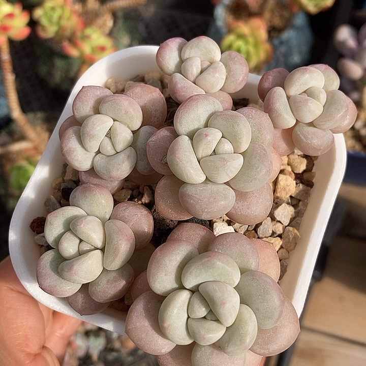 ʚ***美小美泡泡糖奶酪专拍