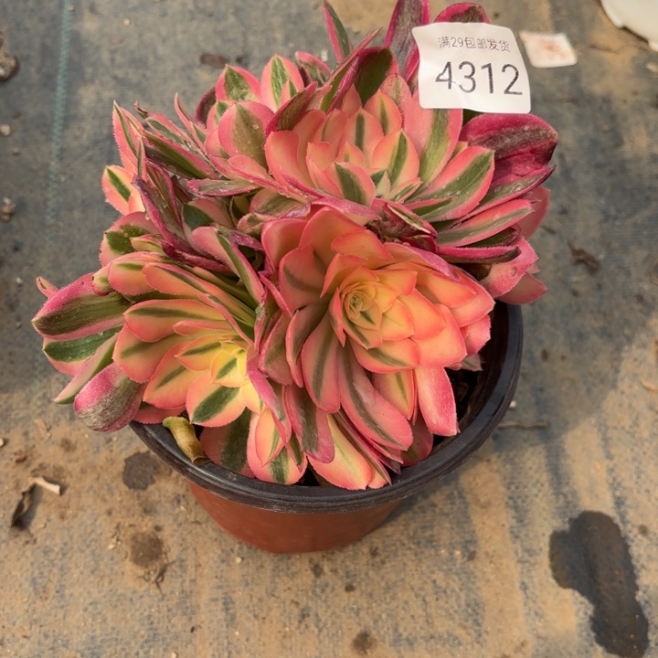 粉女巫多肉法师4312