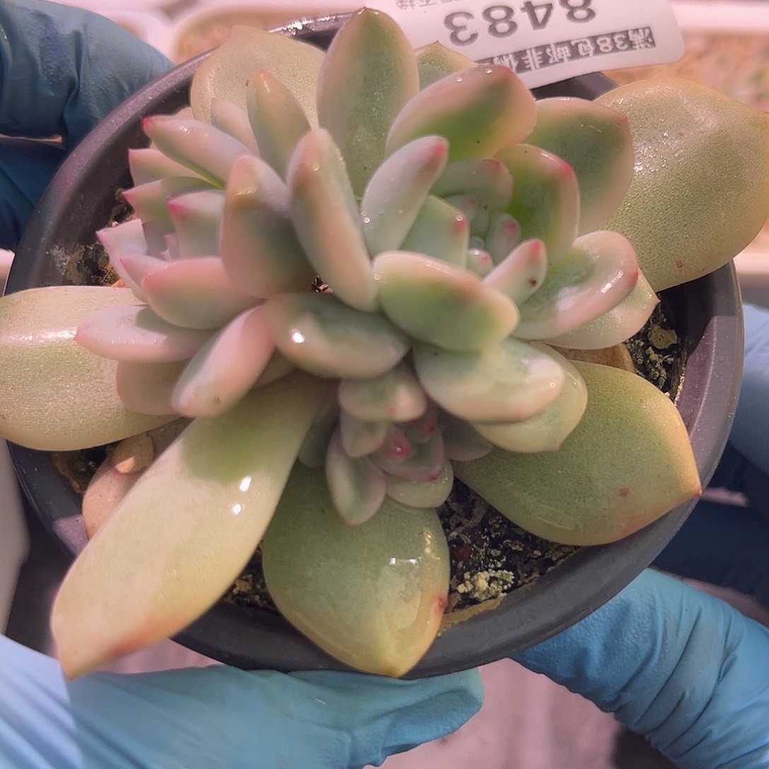 尚品园艺福利锦8473