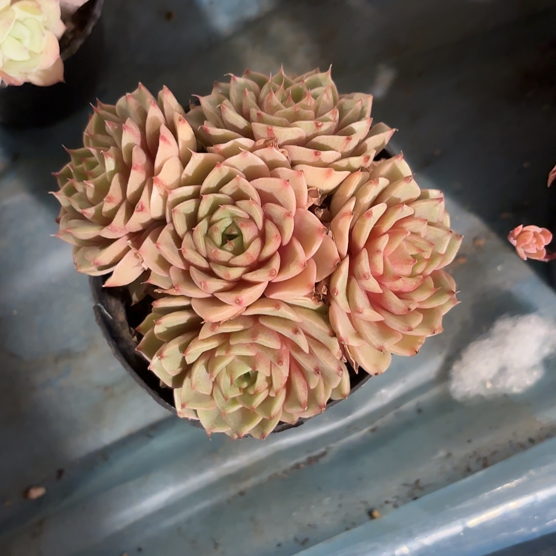 静***开多肉植物啦啦啦啦啦