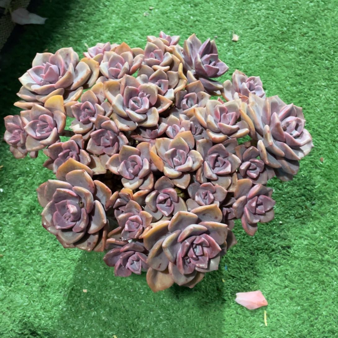 X***6换58彩虹糖收大的这颗
