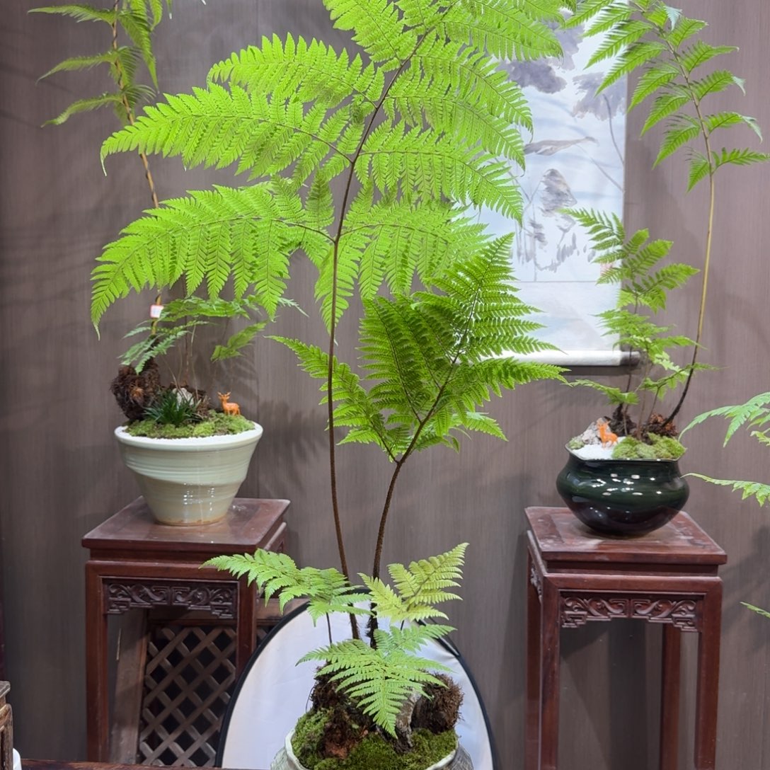 小***缺无花朵蕨类植物一物一拍