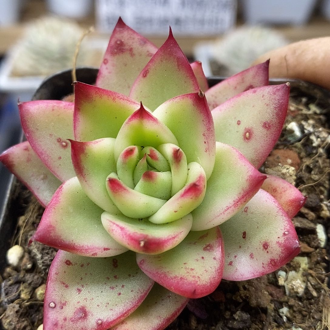 27127 宽叶吉赛尔白覆轮锦