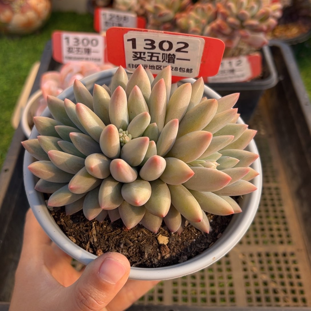 表妹精品多肉1302.