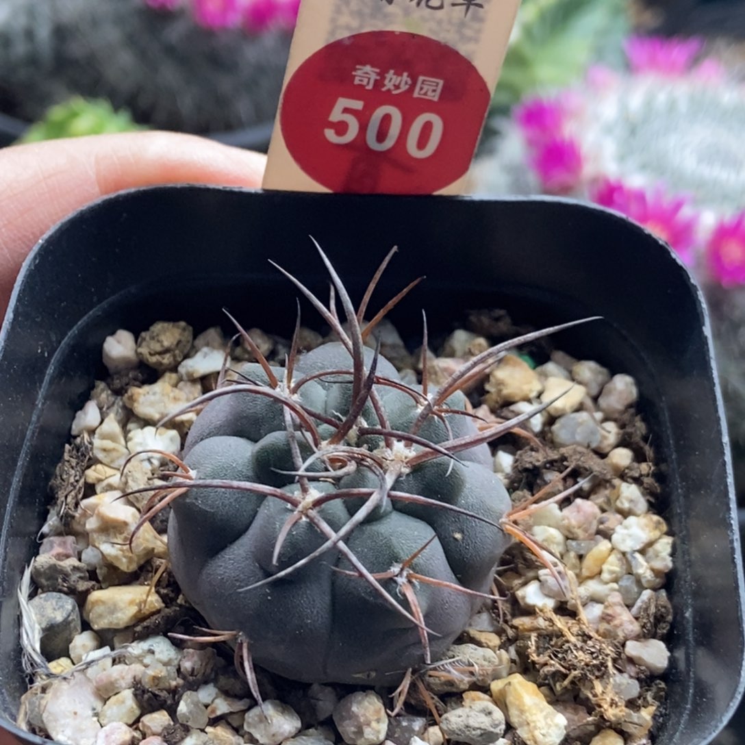 实生黑刺天平丸3.2cm一棵仙人球