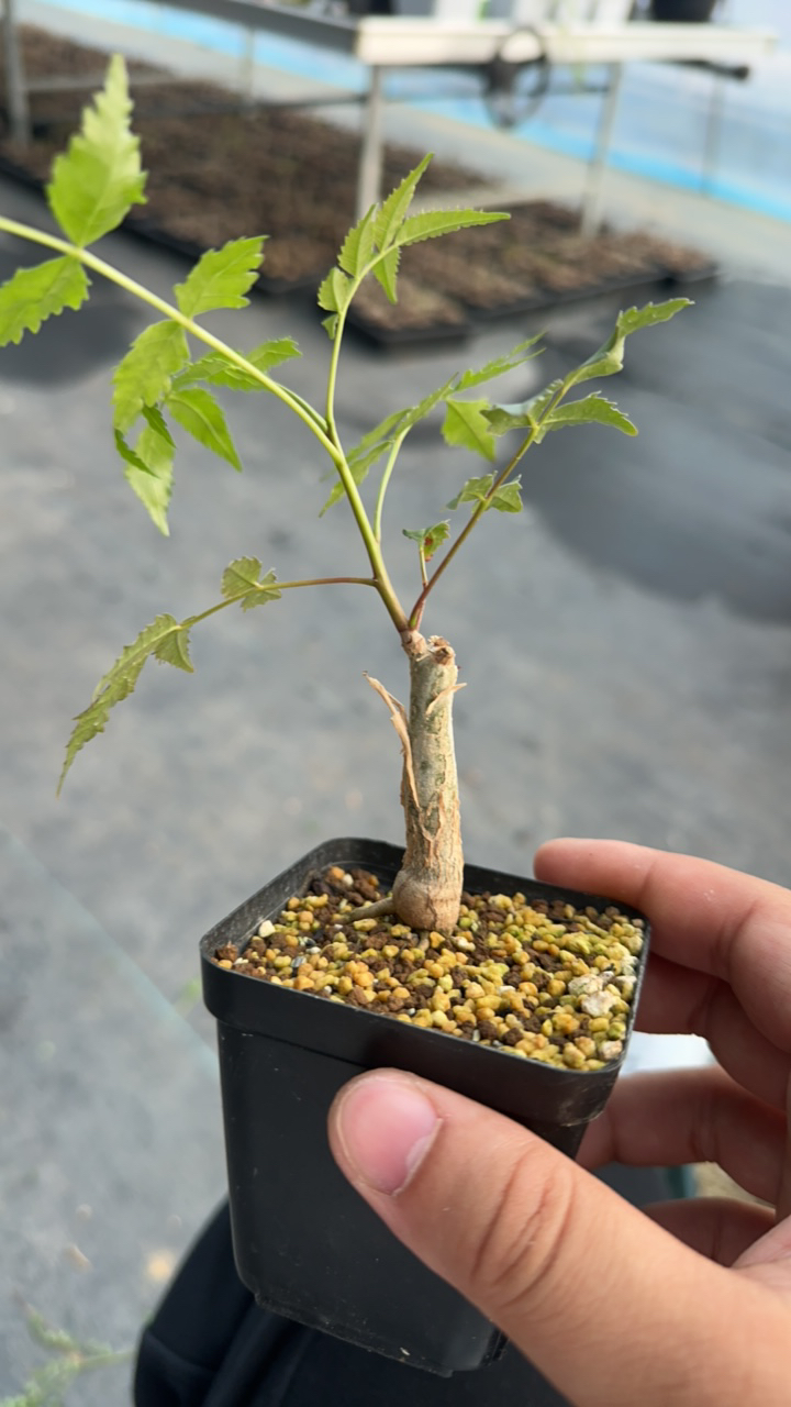 芳香橄榄 多肉植物