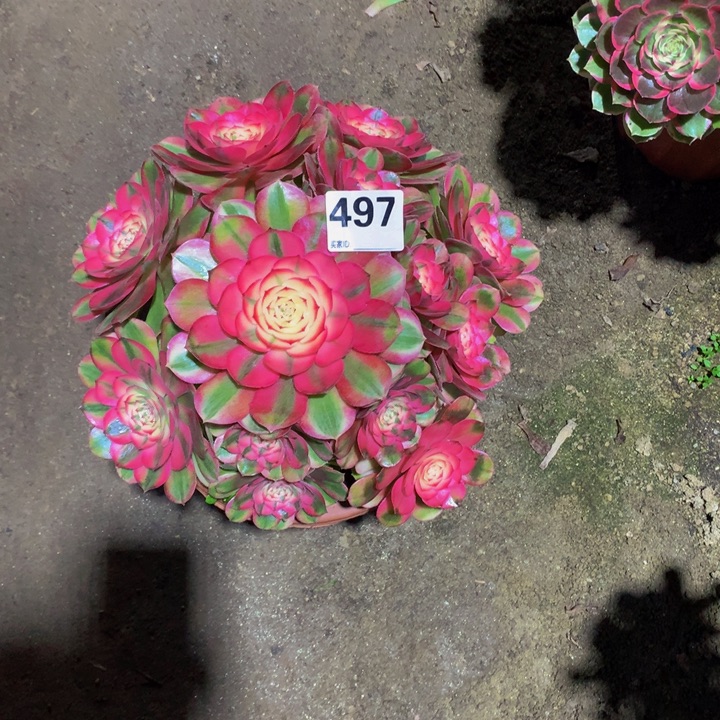 凌***云无花朵荔枝497000000