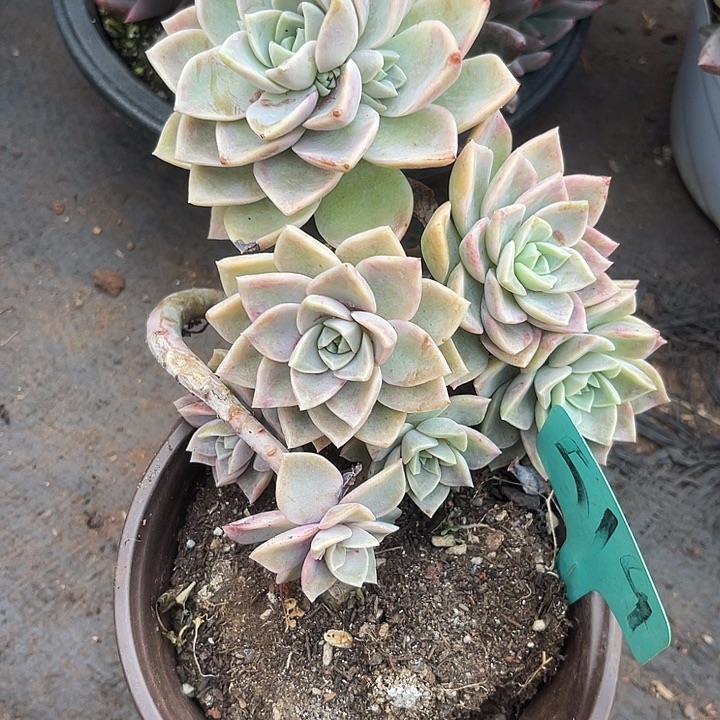 两单包邮，一物一拍51 9哈利