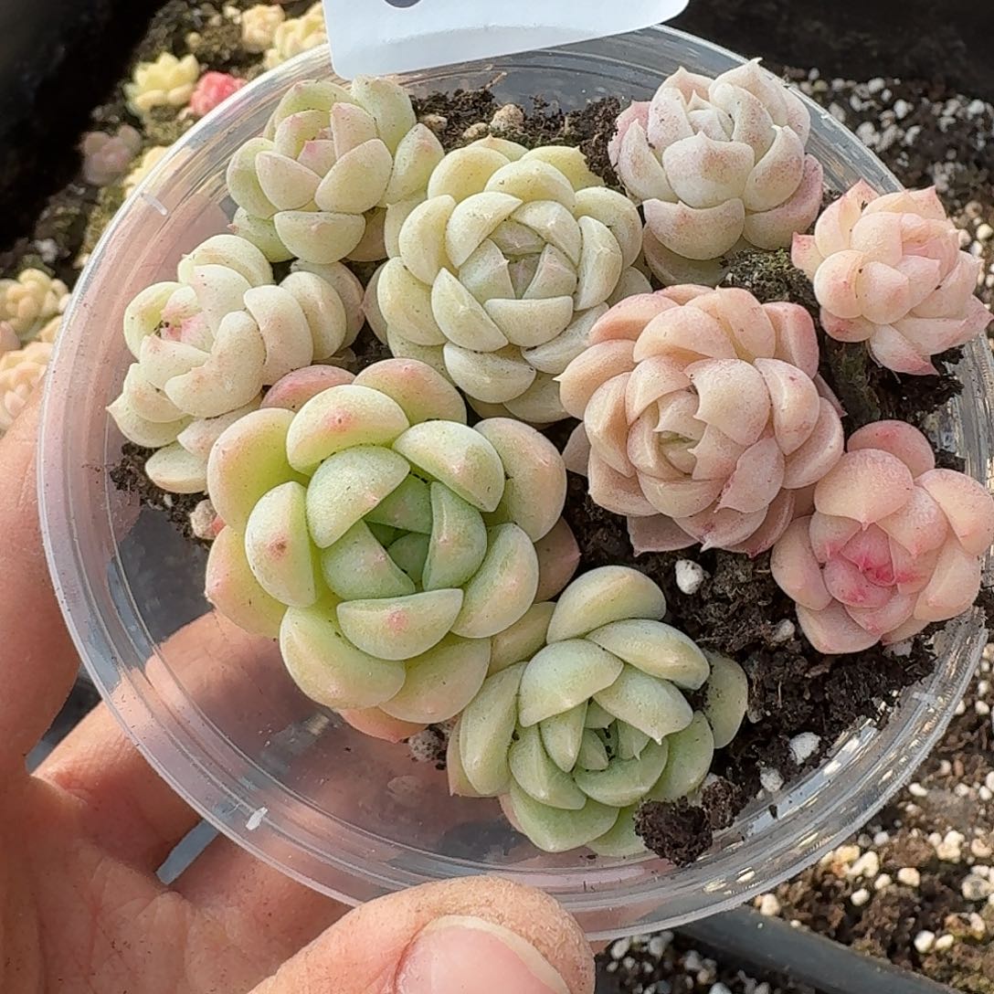 杂交新品珍妮多肉604