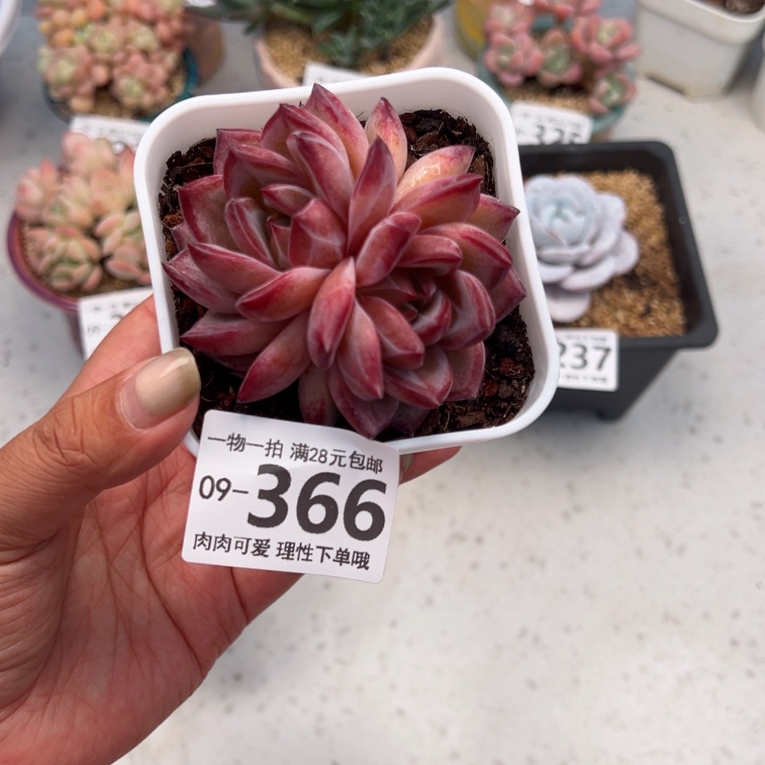 黑武士多肉多肉多肉多肉