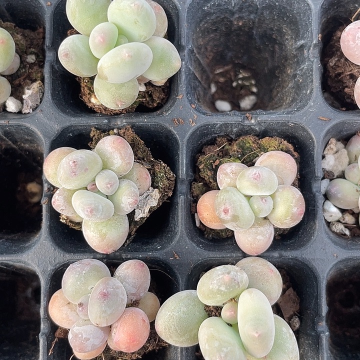 加菲猫随机发2颗满18包邮