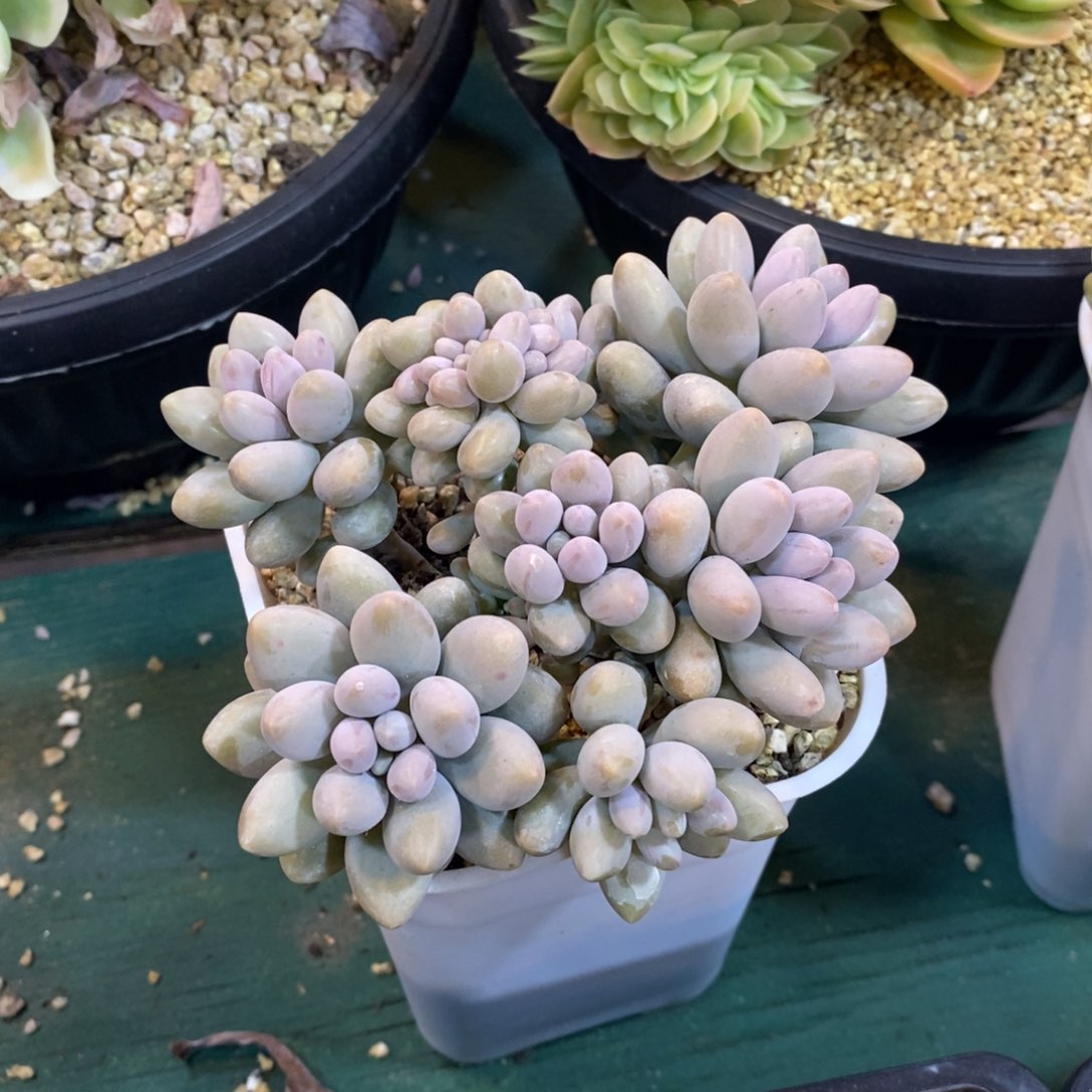 粉色恋人自然群带缀化，1234567894