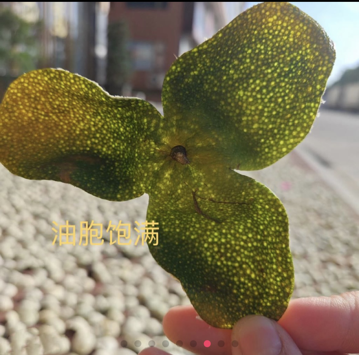 【圈枝二红】2024年新会陈皮茶坑圈枝二红全生晒收藏级茶枝柑果皮