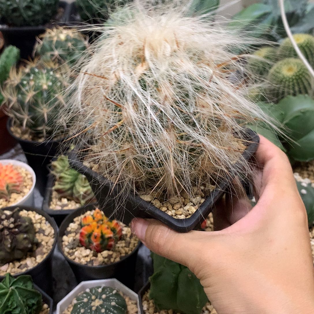 当前无花栽培后可以开花恐龙蛋仙人球