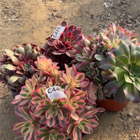 多肉植物女巫浣四个