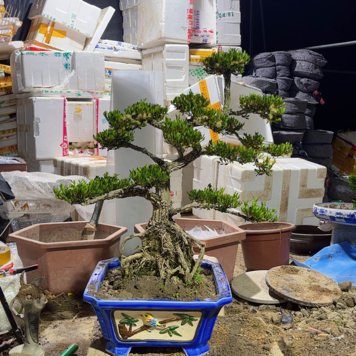 【闪购商品】广东雀舌黄杨盆景