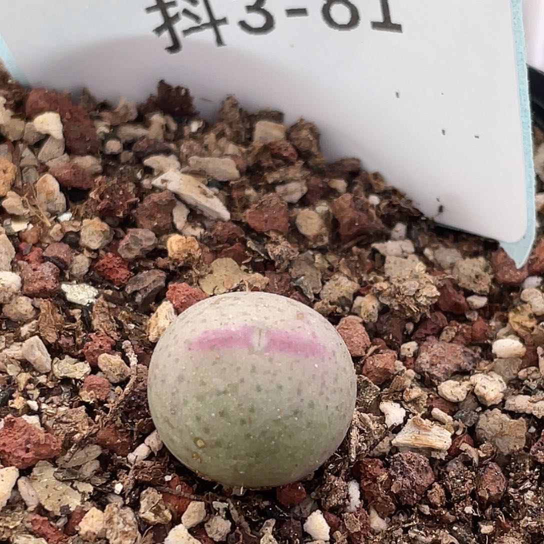 3-81肉锥ssg比卡丘